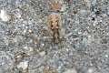 Agelenidae_9351
