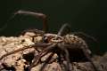 Agelenidae_9382