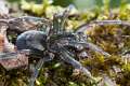 Amaurobiidae_0259