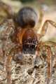 Amaurobiidae_0294