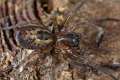 Amaurobiidae_0299-1