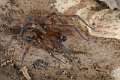 Amaurobiidae_0326