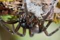 Amaurobiidae_0561