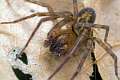 Amaurobiidae_3045