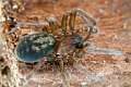 Amaurobiidae_9422