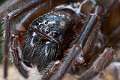 Amaurobiidae_9849