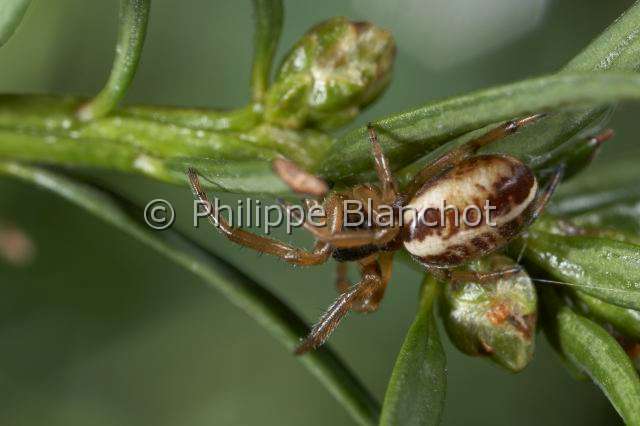 Araneidae_0024-1.JPG - France, Araneae, Araneidae, Araignée (Singa hamata), orbweaver spider