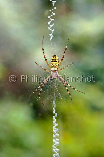 Araneidae_0101.JPG - France, Araneae, Araneidae, Argiope frelon ou Epeire fasciée (Argiope bruennichi), sur sa toile, Wasp spider