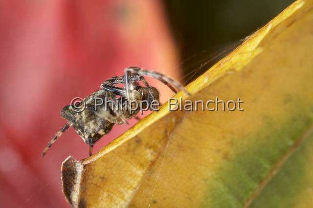 Araneidae_0410.JPG - France, Araneae, Araneidae, Araignée, Cyclose conique (Cyclosa conica), jeune mâle, Orb-weaver spider