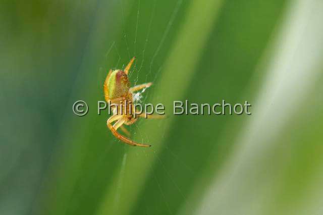 Araneidae_0559.JPG - France, Araneae, Araneidae, Araignée courge ou Epeire concombre (Araniella cucurbitina), Cucumber spider