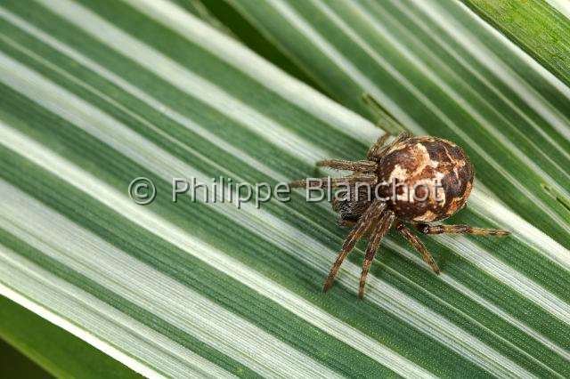Araneidae_0606.JPG - France, Araneae, Araneidae, Araignée, Epeire de velours (Agalenatea redii), jeune mâle, Gorse orbweaver
