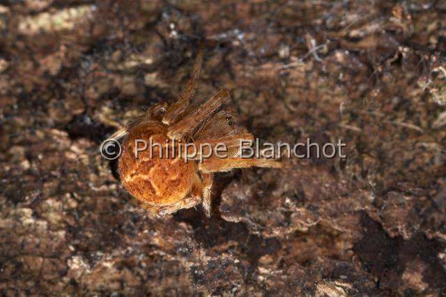 Araneidae_0667.JPG - France, Araneae, Araneidae, Épeire de velours (Agalenatea redii), Orb-weaver spider