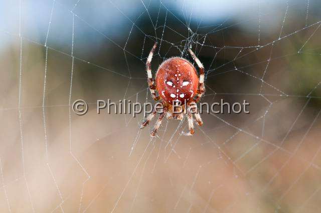 Araneidae_0858.JPG - France, Araneae, Araneidae, Araignée, Epeire carrée ou Epeire à quatre points (Araneus quadratus), in its web, Four-spot orb-weaver