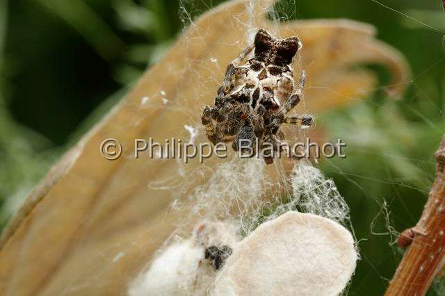 Araneidae_1165.JPG - Portugal, Alentejo, Arraiolos, Araneae, Araneidae, Araignée, Cyrtophore citricole (Cyrtophora citricola), femelle protégeant son cocon, Tent-Web Spider