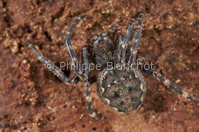 Araneidae_3845.JPG - France, Araneae, Araneidae, Araignée, Épeire des fissures ou Épeire nocturne (Nuctenea umbratica), Walnut orb-weaver