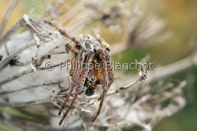 Araneidae_4411.JPG - France, Araneae, Araneidae,  (Larinioides sclopetarius), mâle, Furrow Orb-weaver