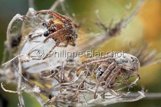 Araneidae_4447-1.JPG - France, Araneae, Araneidae, épeire des roseaux (Larinioides cornutus), femelle, 10 mm au premier plan et mâle, 7 mm, à l'arrière plan, Furrow Orb-weaver