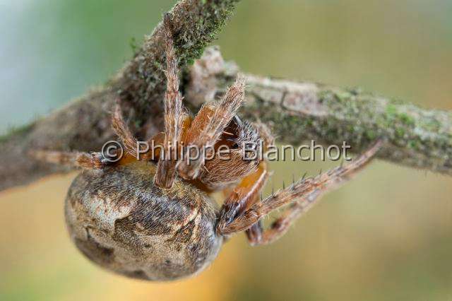 Araneidae_4492.JPG - France, Araneae, Araneidae, Epeire des roseaux (Larinioides cornutus), femelle, Furrow Orb-weaver