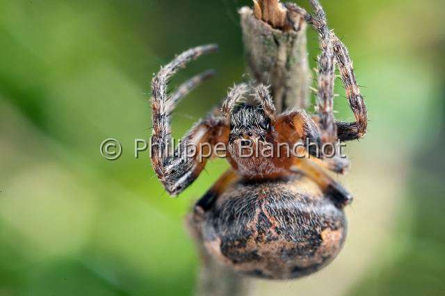 Araneidae_4522.JPG - France, Araneae, Araneidae, Epeire des roseaux (Larinioides cornutus), femelle, Furrow Orb-weaver