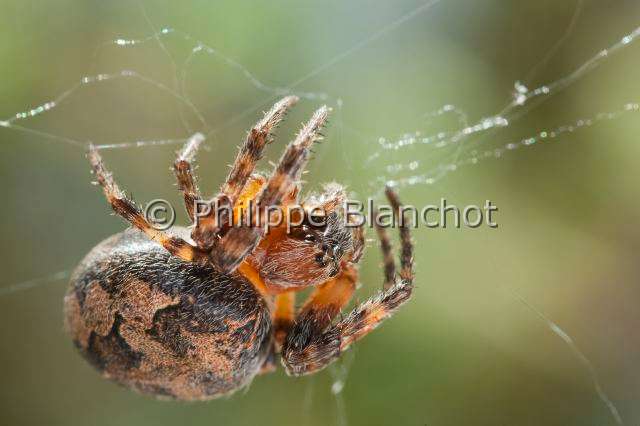 Araneidae_4571.JPG - France, Araneae, Araneidae, Epeire des roseaux (Larinioides cornutus), femelle, Furrow Orb-weaver