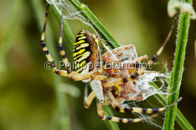 Araneidae_5210.JPG - France, Morbihan (56), Araneae, Araneidae, Argiope frelon ou Epeire fasciée (Argiope bruennichi), femelle emmaillotant sa proie, mâle d'épeire carrée (Araneus quadratus)Wasp spider, female swaddling its prey, male of Four spot Orbweaver