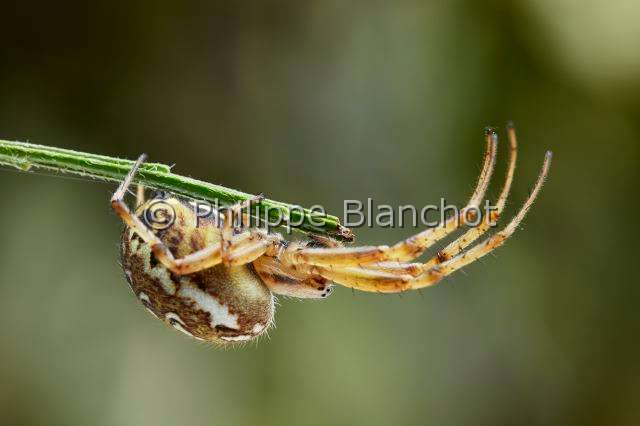Araneidae_5256.JPG - France, Morbihan (56), Araneae, Araneidae, Araignée, Epeire adiante ou Epeire fougère (Neoscona adianta), Orb Weaver Spider