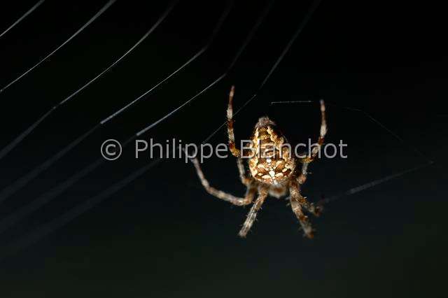 Araneidae_5341.JPG - France, Morbihan (56), Araneae, Araneidae, Epeire diadème, Araignée des jardins, Araignée porte-croix (Araneus diadematus) sur sa toile, European garden spider