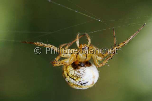Araneidae_5723.JPG - France, Araneae, Araneidae, Araignée, Mangore petite-bouteille (Mangora acalypha) suspendue à un fil de soie, Cricket-bat orb weaver