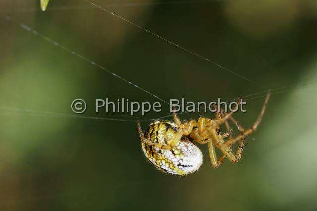 Araneidae_5724.JPG - France, Araneae, Araneidae, Araignée, Mangore petite-bouteille (Mangora acalypha) suspendue à un fil de soie, Cricket-bat orb weaver