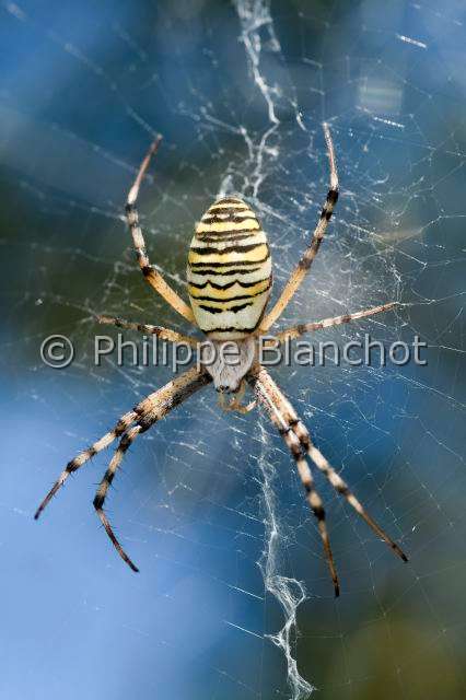 Araneidae_5923.JPG - France, Araneae, Araneidae, Argiope frelon ou Epeire fasciée (Argiope bruennichi), sur sa toile, Wasp spider
