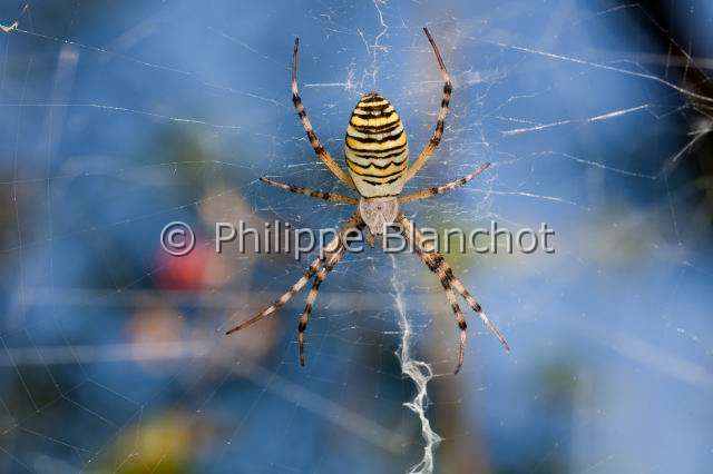 Araneidae_5931.JPG - France, Araneae, Araneidae, Argiope frelon ou Epeire fasciée (Argiope bruennichi), sur sa toile, Wasp spider