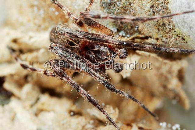Araneidae_6031.JPG - France, Araneae, Araneidae,  (Larinioides sclopetarius), mâle, Furrow Orb-weaver