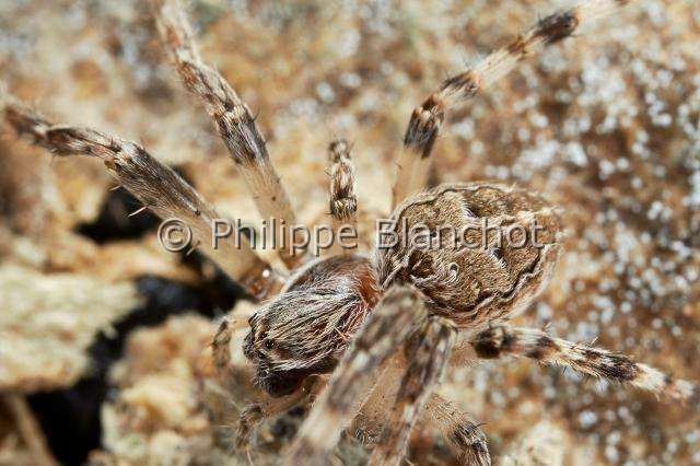 Araneidae_6046.JPG - France, Ain (01), Araneae, Araneidae, Épeire des ponts (Larinioides sclopetarius), Bridge spider or Gray cross spider (Larinioides sclopetarius)