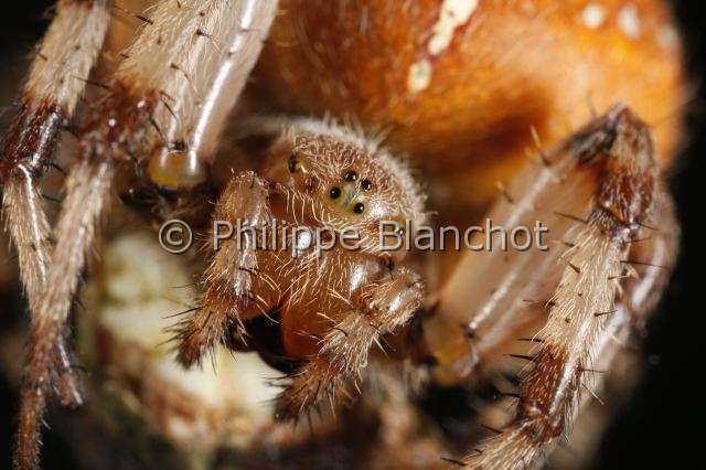 Araneidae_72.JPG - France, Araneae, Araneidae, Araignée, Epeire carrée ou Epeire à quatre points (Araneus quadratus), portrait, Four-spot orb-weaver