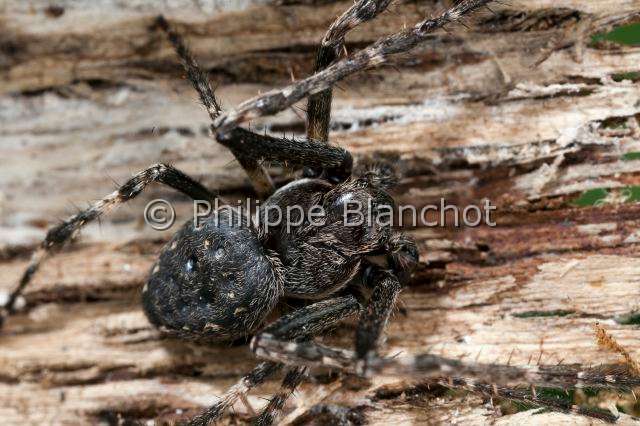 Araneidae_8415.JPG - France, Araneae, Araneidae, Araignée, Épeire des fissures ou Épeire nocturne (Nuctenea umbratica), Walnut orb-weaver