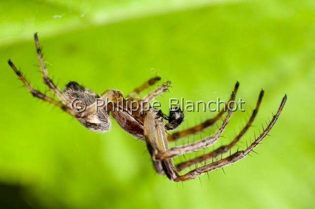 Araneidae_8568.JPG - France, Araneae, Araneidae,  (Larinioides sclopetarius), mâle, Furrow Orb-weaver