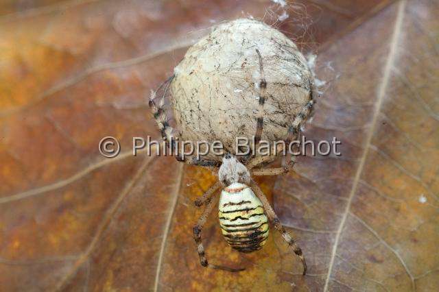 Araneidae_9281.JPG - France, Araneae, Araneidae, Araignée, Argiope frelon ou Epeire fasciée (Argiope bruennichi), femelle et son cocon, Wasp spider
