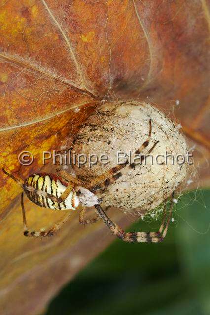 Araneidae_9315.JPG - France, Araneae, Araneidae, Araignée, Argiope frelon ou Epeire fasciée (Argiope bruennichi), femelle et son cocon, Wasp spider