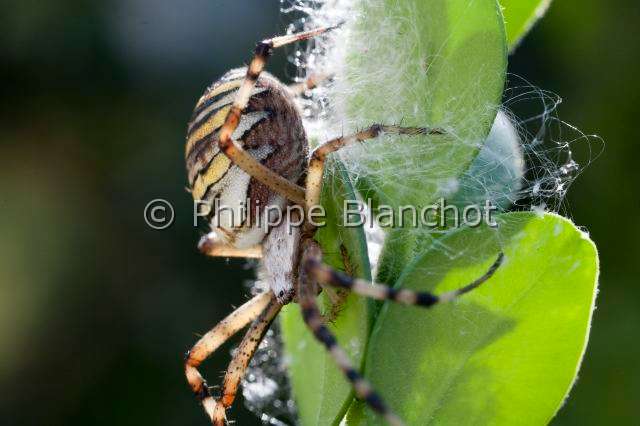 Araneidae_9384.JPG - France, Araneae, Araneidae, Argiope frelon ou Epeire fasciée (Argiope bruennichi), portrait, Wasp spider