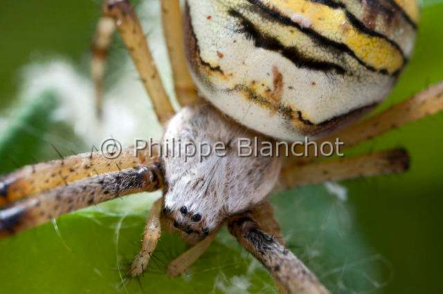 Araneidae_9409.JPG - France, Araneae, Araneidae, Argiope frelon ou Epeire fasciée (Argiope bruennichi), portrait, Wasp spider
