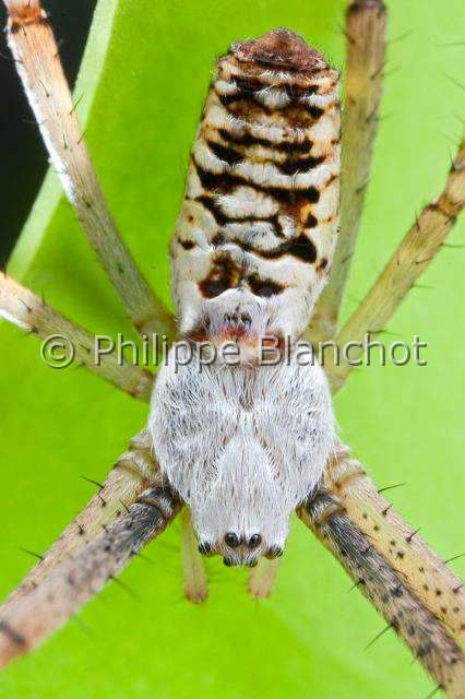Araneidae_9704.JPG - France, Araneae, Araneidae, Argiope frelon ou Epeire fasciée (Argiope bruennichi), portrait, Wasp spider