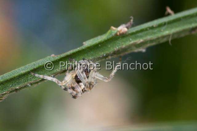 Araneidae_9795.JPG - France, Araneae, Araneidae, Araignéee (Cyclosa conica), orb weaver
