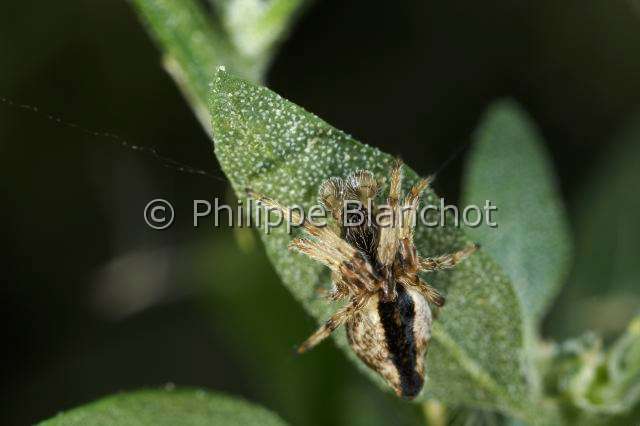 Araneidae_9814.JPG - France, Araneae, Araneidae, Araignéee (Cyclosa conica), mâle, orb weaver