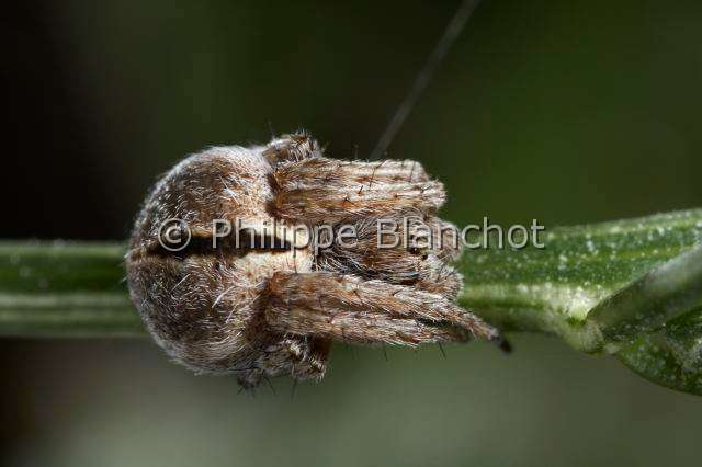 Araneidae_9882.JPG - France, Araneae, Araneidae, Araignée, Epeire de velours (Agalenatea redii), Gorse orbweaver