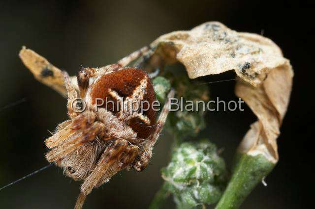 Araneidae_9897.JPG - France, Araneae, Araneidae, Araignée, Epeire de velours (Agalenatea redii), Gorse orbweaver