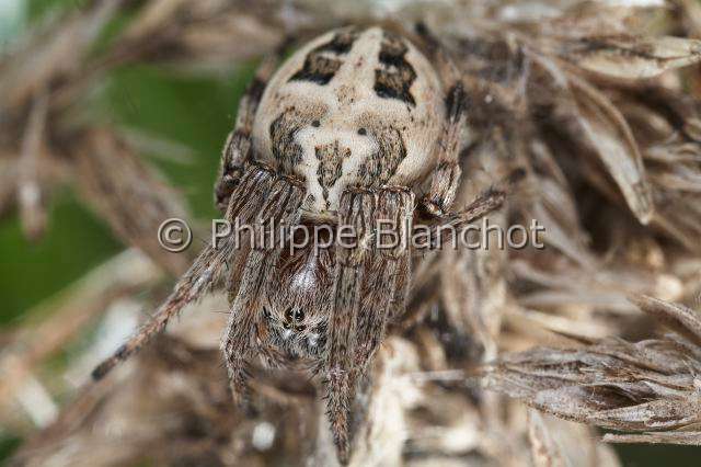 Araneidae_9909.JPG - France, Araneae, Araneidae, Epeire des roseaux (Larinioides cornutus), femelle, Furrow Orb-weaver