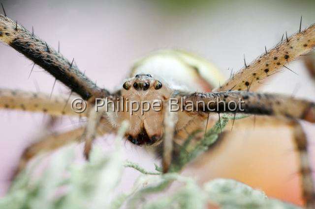 Araneidae_9957.JPG - France, Araneae, Araneidae, Argiope frelon ou Epeire fasciée (Argiope bruennichi), portrait, Wasp spider