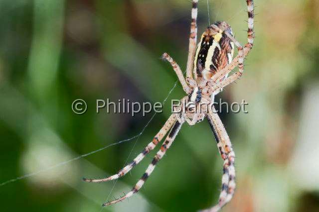 Araneidae_9975.JPG - France, Araneae, Araneidae, Araignée, Argiope frelon ou Epeire fasciée (Argiope bruennichi), Wasp spider