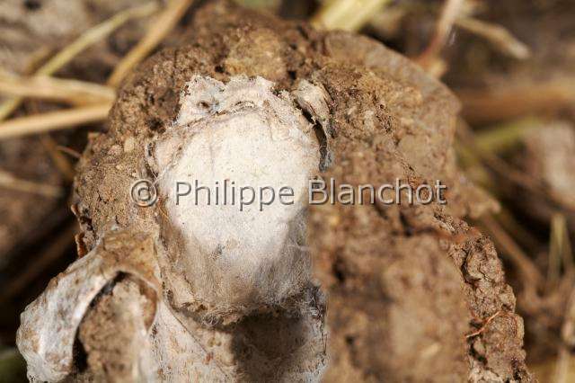 Ctenizidae_4946.JPG - France, Corse, Araneae, Mygalomorphae, Ctenizidae, Mygale fouisseuse noire (Ctenizia sauvagesi), terrier tapissé de soie et pourvu d'un opercule extérieur, Trapdoor spider