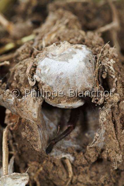 Ctenizidae_5136.JPG - France, Corse, Araneae, Mygalomorphae, Ctenizidae, Mygale fouisseuse noire (Ctenizia sauvagesi), à l'entrée de son terrier pourvu d'un opercule, Trapdoor spider